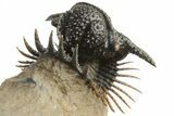 Spiny Lichid (Acanthopyge) Trilobite - Insane Preparation! #213424-1